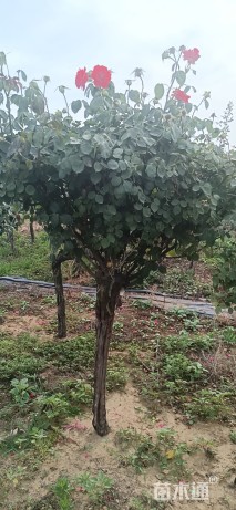 高度130厘米月季