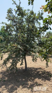 12公分北美海棠