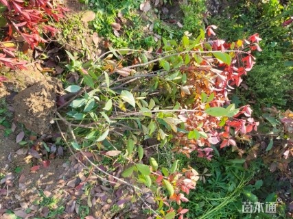 1.5公分红叶石楠