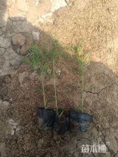 高度20厘米波斯菊