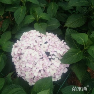 高度20厘米无尽夏绣球