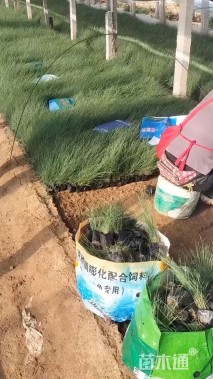 高度50厘米粉黛乱子草