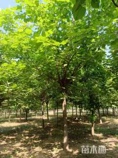 15公分楸树