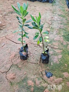 高度25厘米海桐