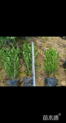 高度40厘米小叶黄杨