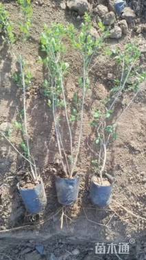 高度50厘米匍枝亮绿忍冬