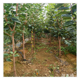 8公分柿子