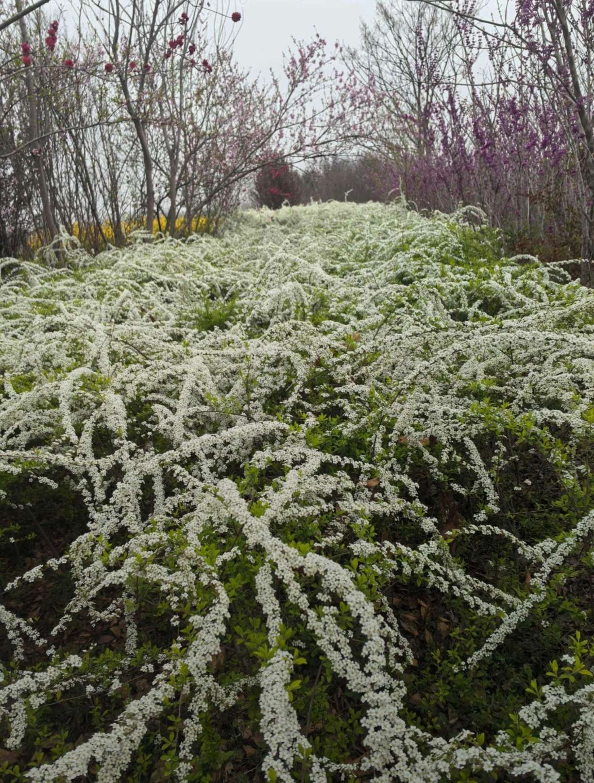 高度150厘米珍珠梅