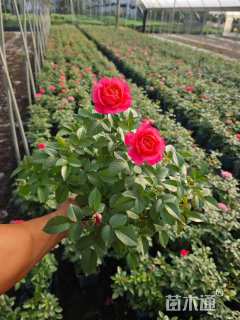 高度40厘米狐尾天门冬