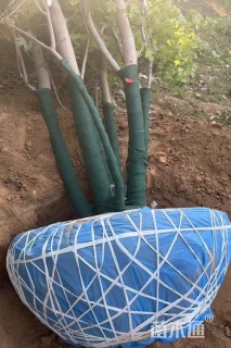 高度700厘米丛生美国红枫