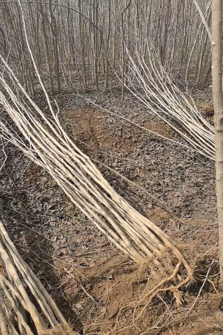 高度100厘米杜仲小苗