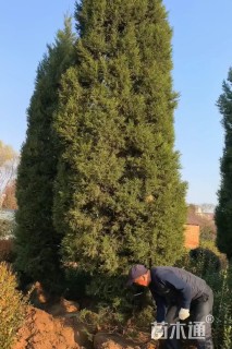 高度600厘米蜀桧