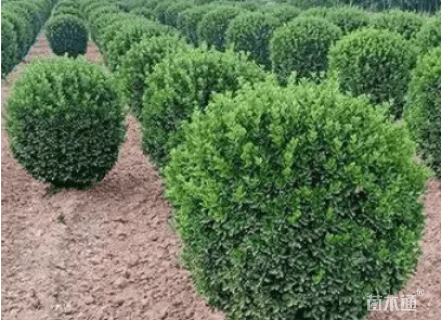 高度180厘米大叶黄杨