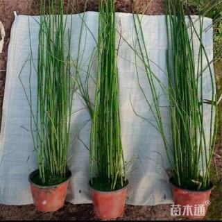 高度100厘米木贼