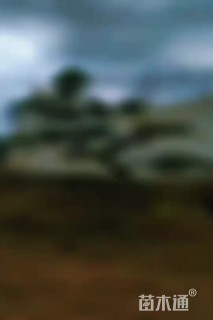 18公分造型黑松