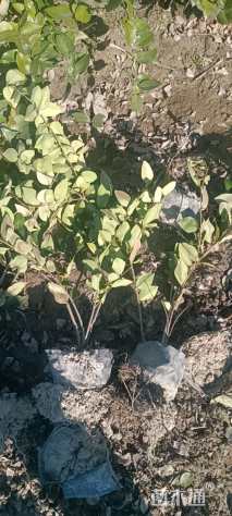 高度30厘米金森女贞