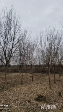 10公分三角枫