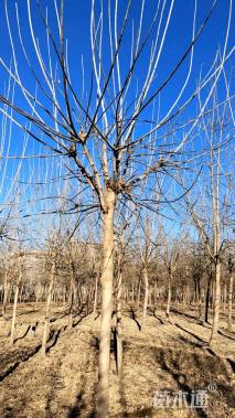 10公分金叶复叶槭