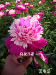 高度30厘米芍药