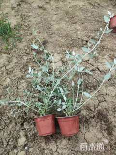 高度30厘米灌从石蚕