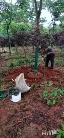 高度200厘米塔柏