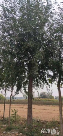 15公分柳树