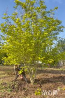 高度700厘米丛生金叶白蜡