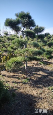 10公分造型黑松