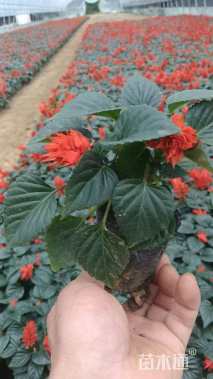 高度5厘米一串红