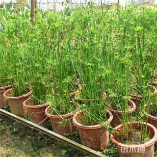 高度30厘米莎草