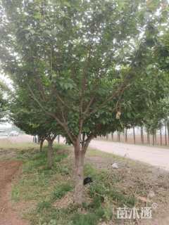 15公分日本晚樱