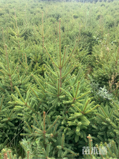 高度200厘米云杉