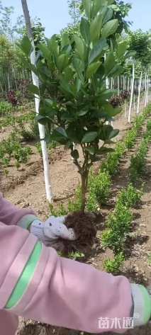 高度20厘米黄杨