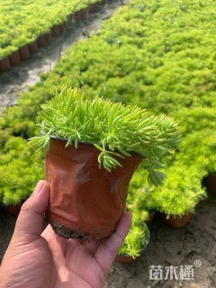 高度15厘米佛甲草