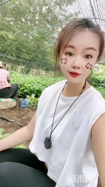 高度50厘米八仙花