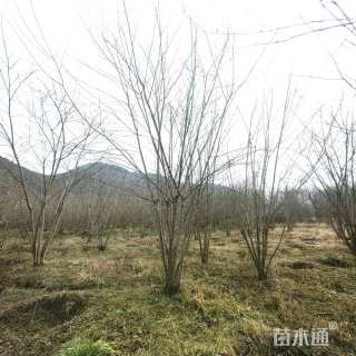 6公分(5杆)丛生朴树