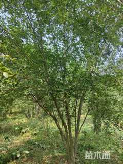 高度580厘米小叶女贞