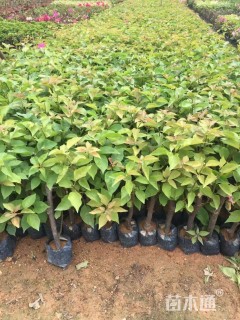 高度30厘米三角梅