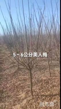 6公分美人梅