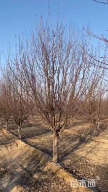 13公分绚丽海棠