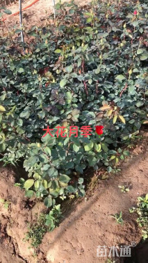 高度60厘米大花月季