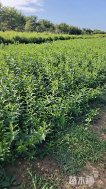 高度50厘米连翘