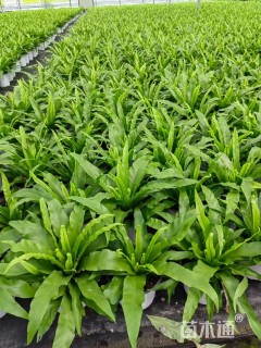 高度35厘米凤尾蕨