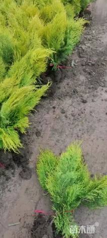 高度35厘米洒金柏