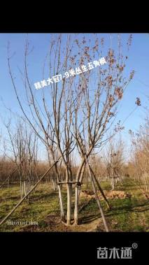 高度800厘米丛生五角枫