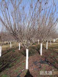 12公分日本晚樱