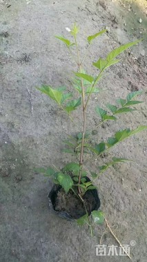 主蔓长20厘米凌霄