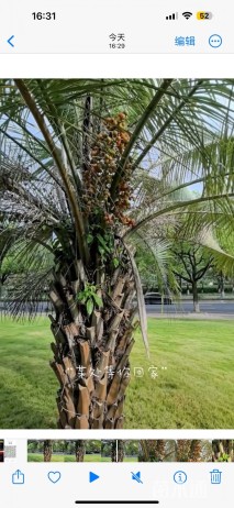 裸干高100厘米布迪椰子