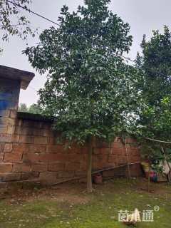 15公分香泡