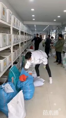 吊钟柳吊钟柳种子